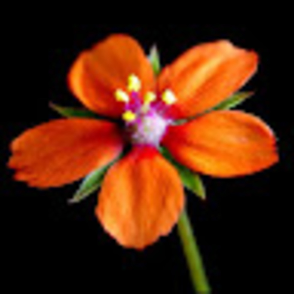 Meet your Posher, Avery